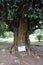 Iron tree planted by Russian Tsar Nicholas II in the Royal Botanical gardens during a visit to the island of Ceylon.