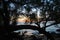 Iron trees under sunset at Waialea Beach