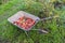 Iron wheelbarrow in garden filled with overripe rotten moldy red apples. Organic pollution by food waste