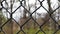 Iron wire fence outdoor