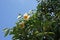 Iron wood or cobra saffron  flowers,  evergreen tree