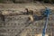 Iron workers shoveling dirt on wall of rebar and steel beams on freeway construction project