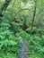 Ironbark Falls Walking Track. Hiking track through dense temperate rainforest,