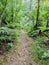 Ironbark Falls Walking Track. Hiking track through dense temperate rainforest,