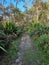 Ironbark Falls Walking Track. Hiking track through dense temperate rainforest,