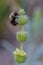 Ironwort mountain tea, Sideritis syriaca, flower stalk with bumblebee portrait