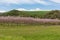 irpinia landscape in south of italy with pink trees woman