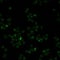 Irradiated skin fibroblasts