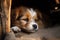 Irresistibly cute pup succumbs to deep, endearing sleepiness