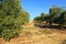 Irrigated crops, olive groves, Andalusia, Spain