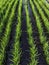 Irrigated rice grows in a field