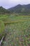 Irrigated taro Colocasia esculenta fields in Lanyu - Orchid island, Taiwan