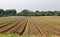 Irrigating machine watering a field of seedling crops