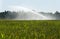 Irrigating maize in summer