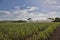 Irrigating A Sugar Cane Crop In Australia