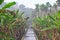 Irrigation Canal through Kerala Banana Plantation