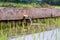 Irrigation canal, waterway,Water trough in rice field