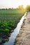 Irrigation channel filled with water. Water from an underground well is supplied for watering a potato plantation. European