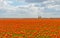 Irrigation of a field with tulips