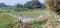 During irrigation the the heron eating  keera mkora in wheat crops in madhubani bihar india