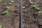 Irrigation hose releases water jets to plants and beds