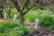 Irrigation of peach trees in spring.