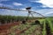 Irrigation pivot between sugarcane and corn plantations in the interior of SÃ£o Paulo, Brazil