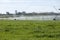 An irrigation pivot watering a field of crops