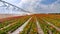 An irrigation pivot watering a tulip field