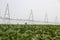 Irrigation plant for irrigation of agricultural fields, efficient watering for soybean cultivation