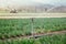 Irrigation plant system on a field, agriculture. Tractor in the blurry background