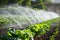 Irrigation of plantation. Sprinkler irrigates vegetable crops