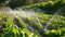 Irrigation of plantation. Sprinkler irrigates vegetable crops