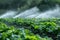 Irrigation of plantation. Sprinkler irrigates vegetable crops