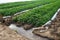 Irrigation of a potato plantation. Agriculture industry. Growing crops in early spring using greenhouses. Water resources in