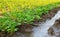 Irrigation the potato plantation. Providing farms and agro-industry with water resources. European farming. Agriculture and