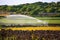 Irrigation spring on cereal fields in Menorca balearic