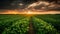 Irrigation system on agricultural soybean field Landscape Beautiful Sunset AI Generative