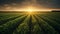 Irrigation system on agricultural soybean field Landscape Beautiful Sunset AI Generative