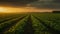 Irrigation system on agricultural soybean field Landscape Beautiful Sunset AI Generative