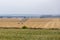 Irrigation system in a harvested grain field