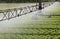 irrigation system of a lettuce field in summer