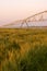 An irrigation system over a wheat field