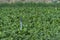 Irrigation system on the sugar beet field