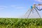 Irrigation system watering green corn field