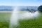 Irrigation system watering sunflower field by a agricultural center pivot sprinkler system