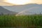 Irrigation system watering young green corn field in the agricultural garden by water springer at sunset