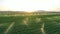 Irrigation system works in agricultural field at sunset or sunrise. Aerial view. Spring landscape.