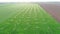 Irrigation systems are in grass field at sunset. Aerial view. Agricultural activity. Spring landscape.