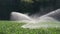 Irrigation vegetable plantation. Sprinkler irrigates vegetable crops.